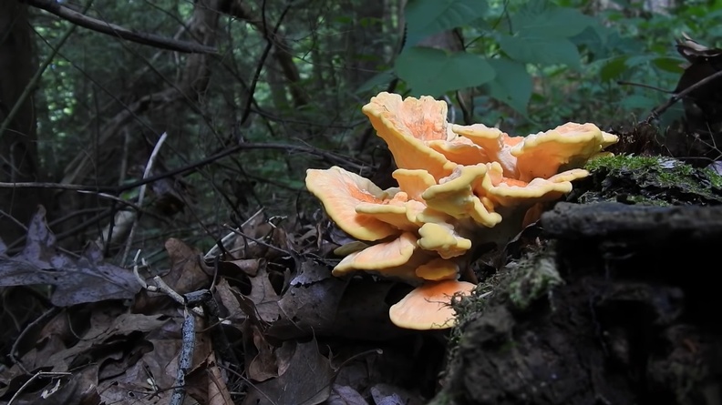Chicken of the Woods (Laetiporus huroniensis) 2